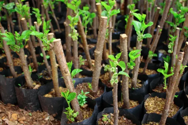 Заготовка и хранение черенков : секреты успешного садоводства