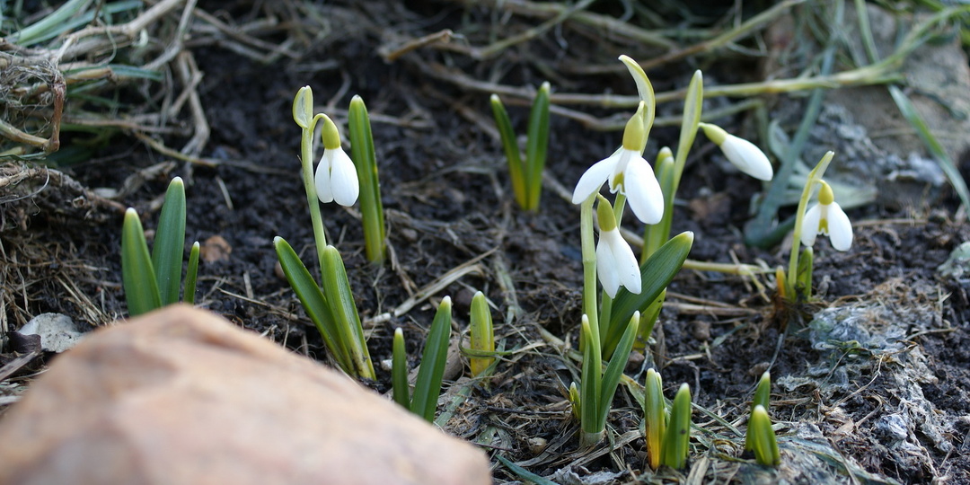 Что может цветущий галантус