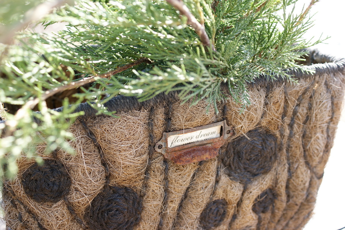 Можжевельник Минт Джулеп в кашпо из коковиты. 