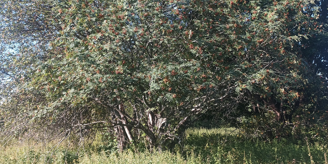 Поведение медведя при встрече с человеком и со следами его деятельности. Часть 3.