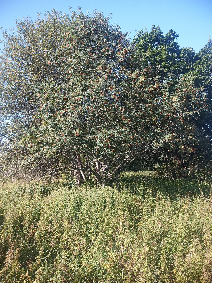 Плодово-ягодные насаждения в урочищах являются кормовыми стациями бурого медведя. Фото автора.