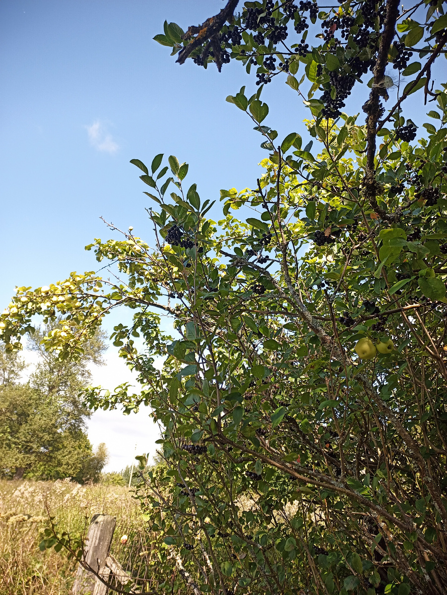 Плодово-ягодные насаждения в урочищах являются кормовыми стациями бурого медведя. Фото автора.