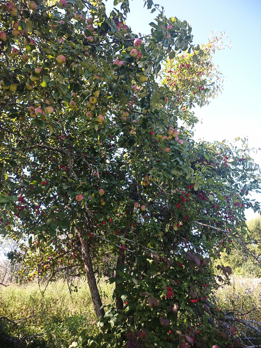 Плодово-ягодные насаждения в урочищах являются кормовыми стациями бурого медведя. Фото автора.