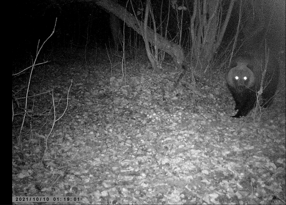 Медвежонок-лончак на краю населенного пункта. Фото автора.