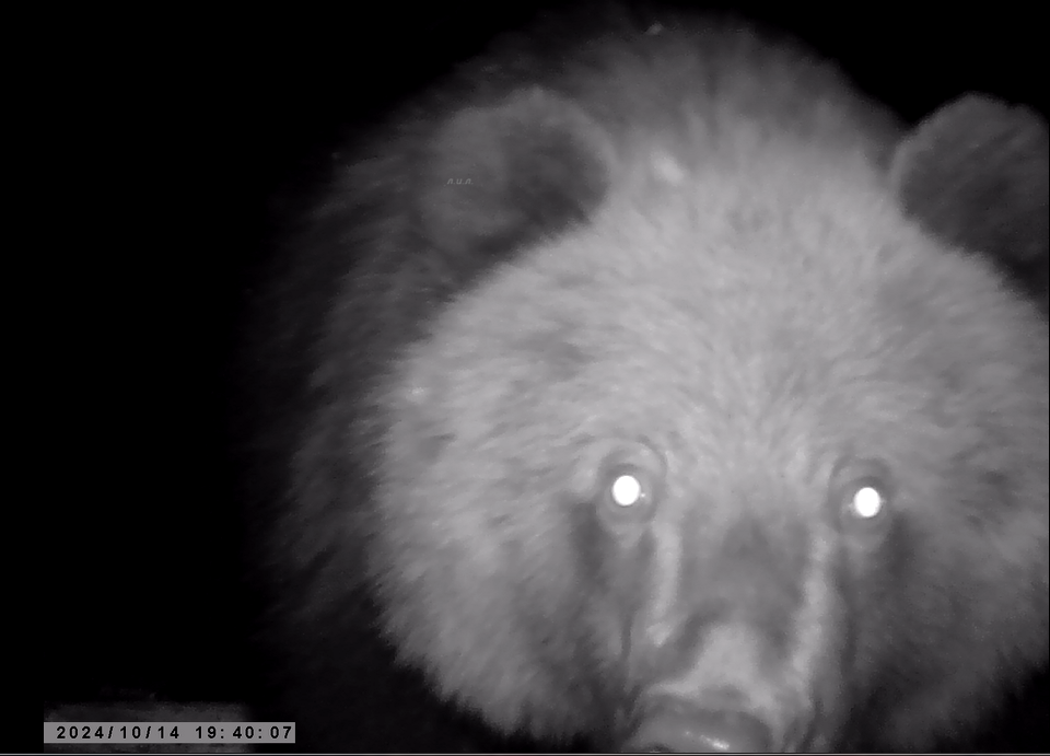 Медвежонок-лончак на краю населенного пункта. Фото автора.