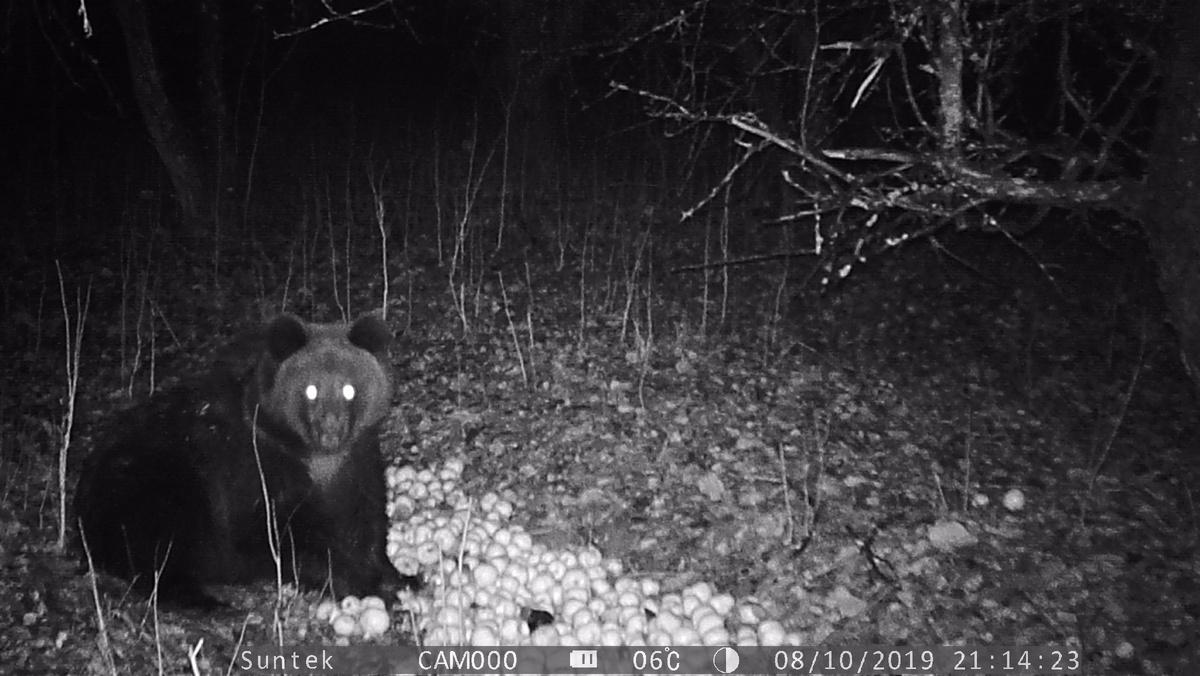 Медвежонок-лончак на краю населенного пункта. Фото автора.