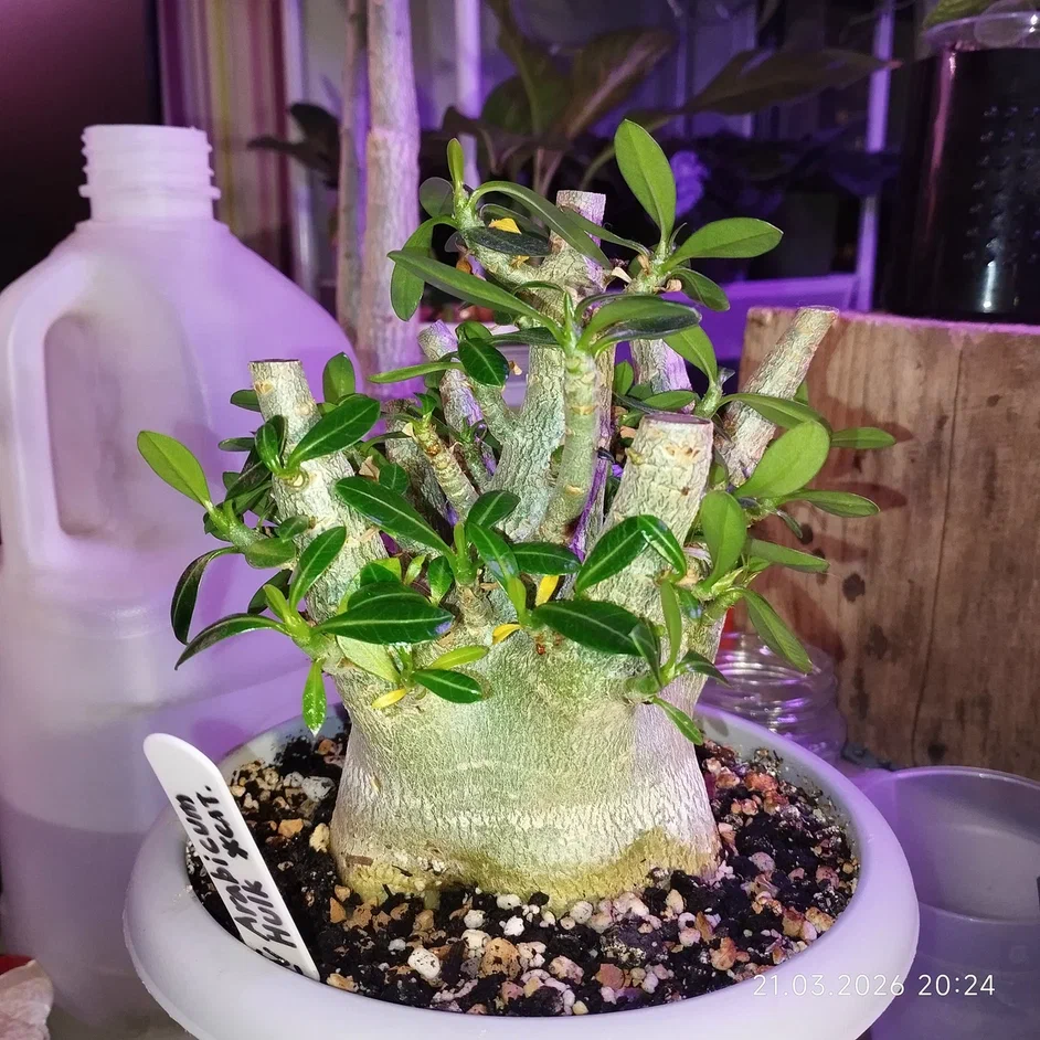 Сторанно, что есть фотки только 3х, обрезала я 5 адениумов, и, вроде бы, всех фотографировала