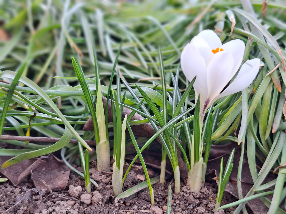 Крокус голландский гибрид.