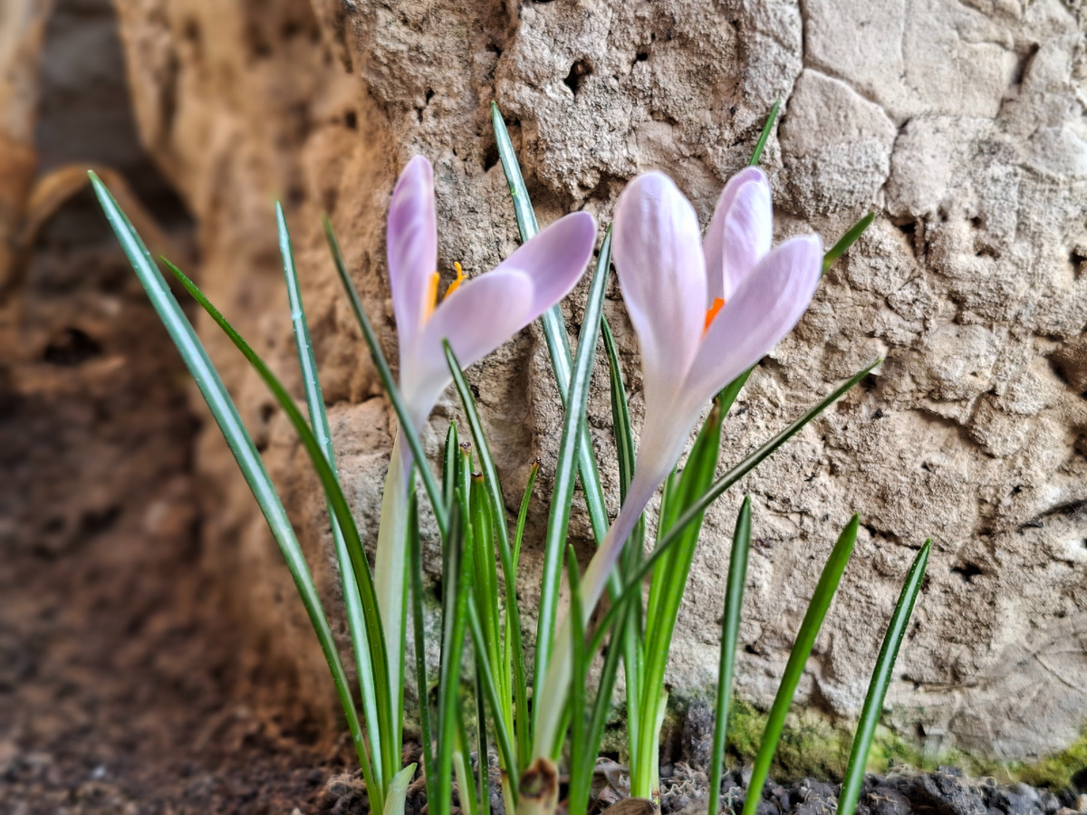 Крокусы посадки осень 2025г. Зацвели первый раз, позже остальных. Какие они элигантные и утонченные.
