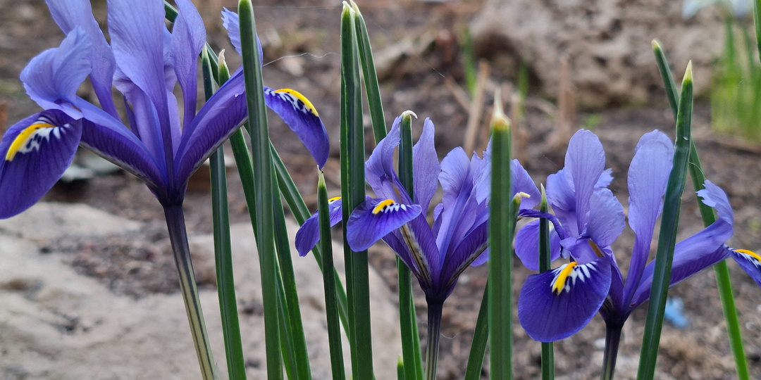 Ирисы, крокусы, примулы. Мартовская цветочная фотосессия.
