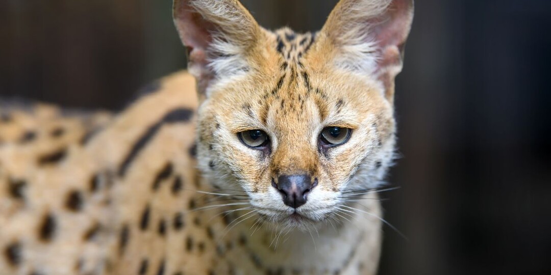 Маскировка не удалась: в Сочи задержали «кота» стоимостью 1,3 млн рублей