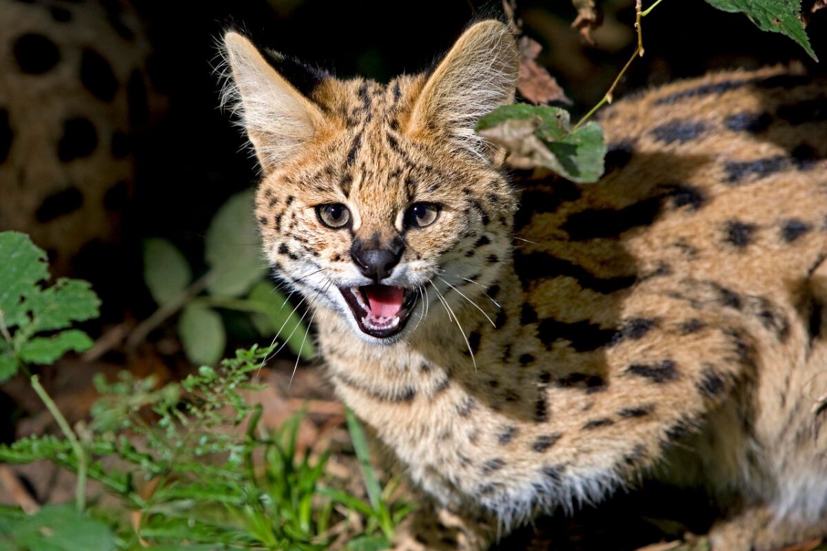 Сервал — дикая африканская кошка