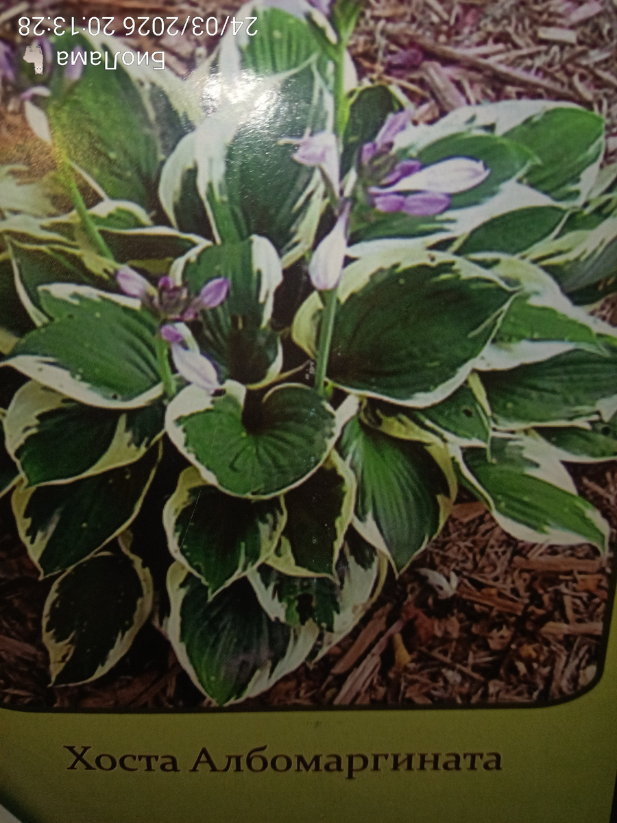 Ну молодец, сфотографировала кверх ногами 