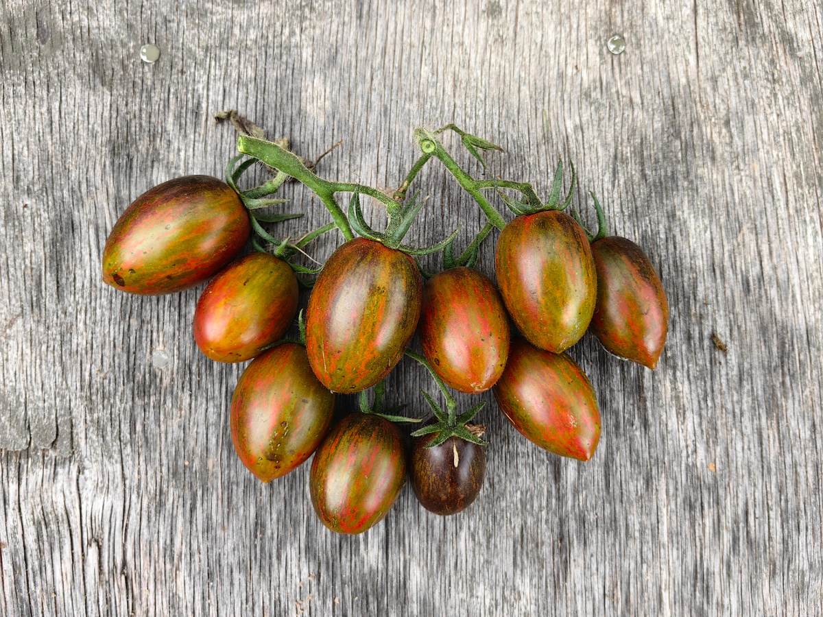 томат Атомный виноград Бреда