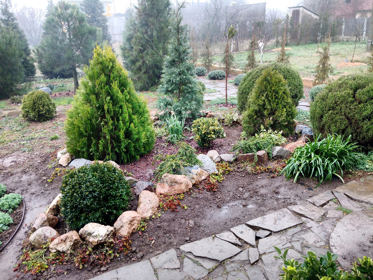 Сейчас очиток ещё в зимнем бронзовом окрасе, но скоро он вместе с туей Ауреа Пирамидалис "подсветит" этот остров неоновым золотистым цветом.