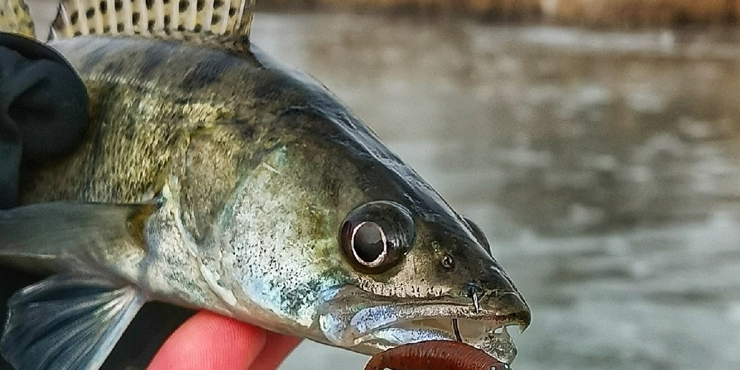 Весенний судак: разрушаем мифы начинающих рыболовов