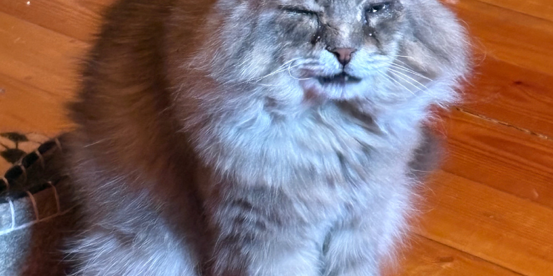 Все повторяется! или Звание Младшей Коши - это навсегда