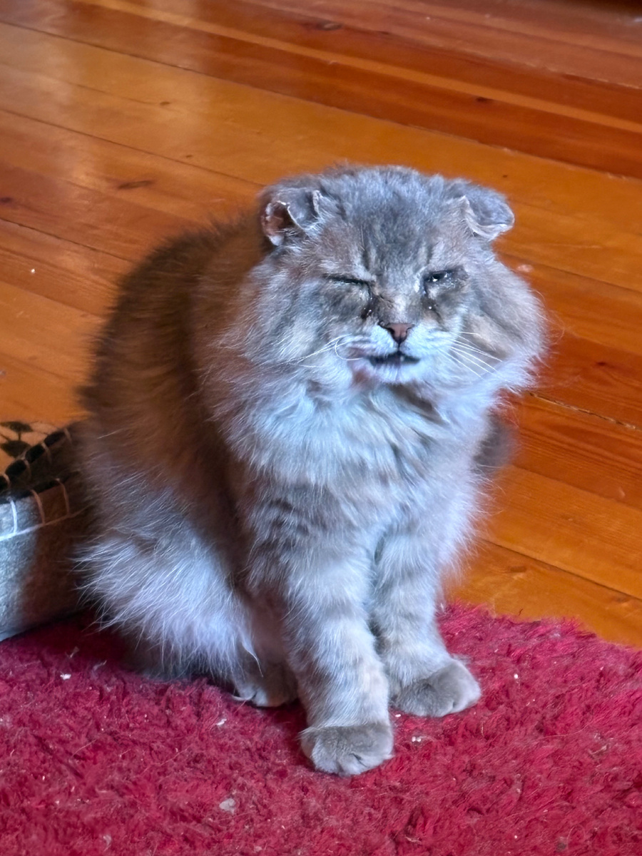 Хозяйка, а ну вали с моего дивана!