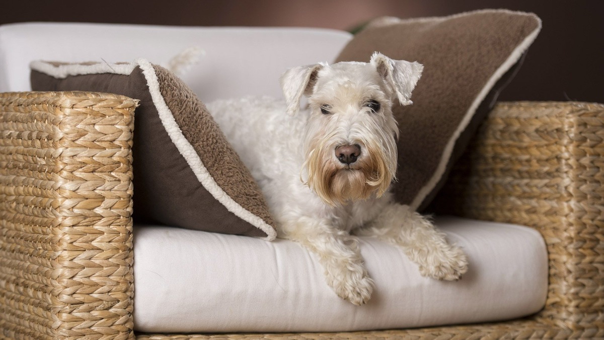    Собак триммингуют два—четыре раза в год