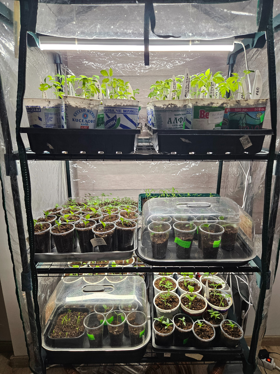 Рассада в домашней тепличке 24 марта 2026