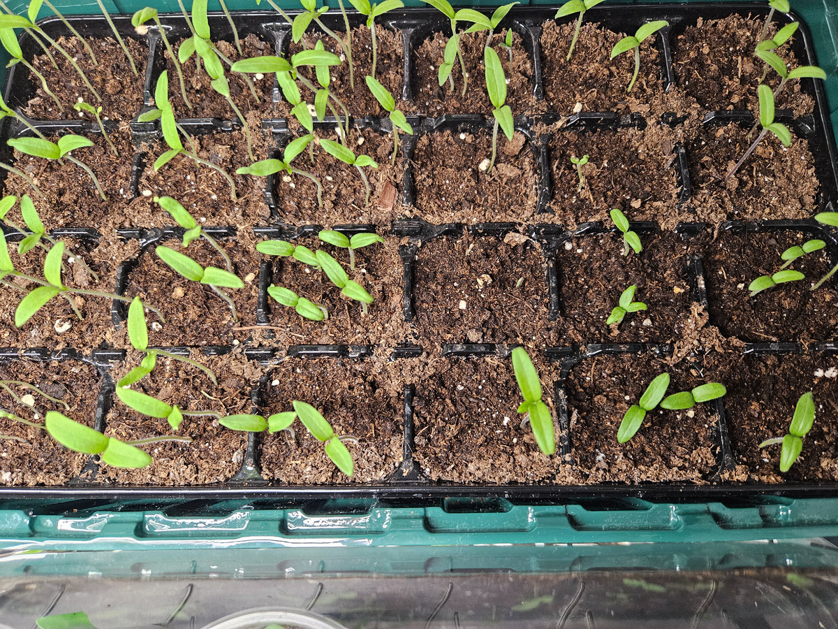 Такие разные всходы