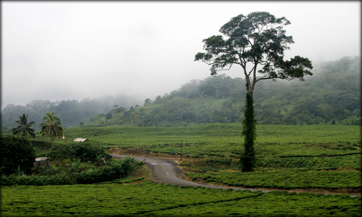 Источник: https://turbinatravels.com/guide/Buea-Kamerun-104600/Zametki/Samyy-dozhdlivyy-gorod-Afriki-93869/photo2659794/