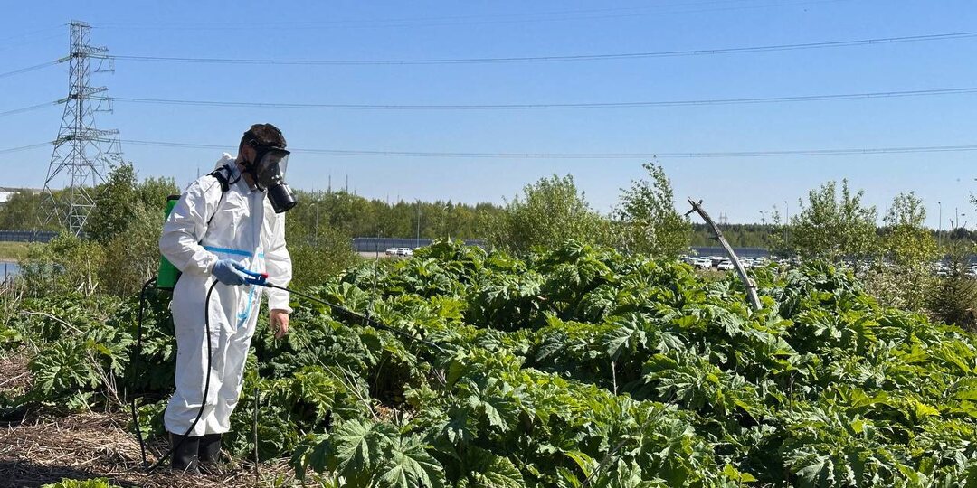 Уничтожение борщевика: почему важно начинать борьбу вовремя в 2026 году (штрафы + реальные цены INDEZ)