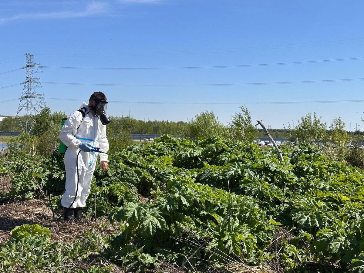 На фото молодой борщевик Сосновского 