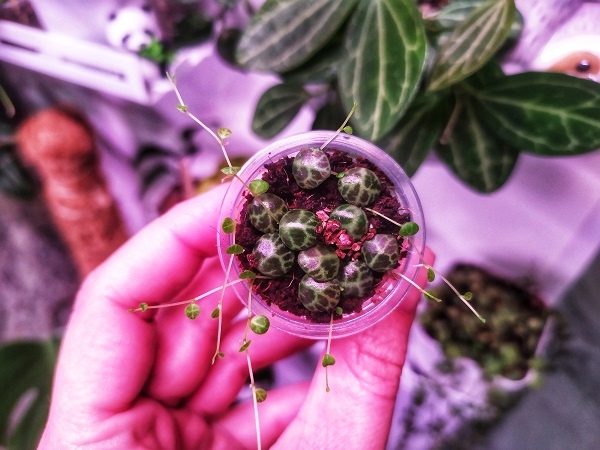 Так, листьями, я размножал пеперомию прострату. Сообщество ВК "Ещё тот цветовод"