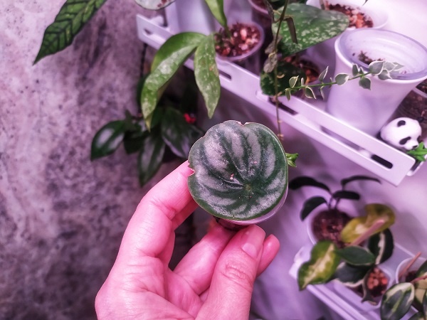 Вот тут, у арбузной пеперомии, сбоку уже пошёл новый росток