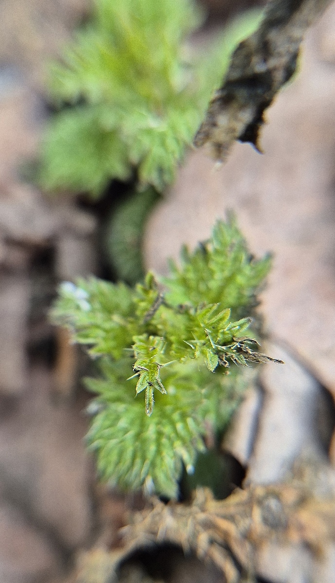 в тех местах, где оттаяло, уже ввлезает крапивка
