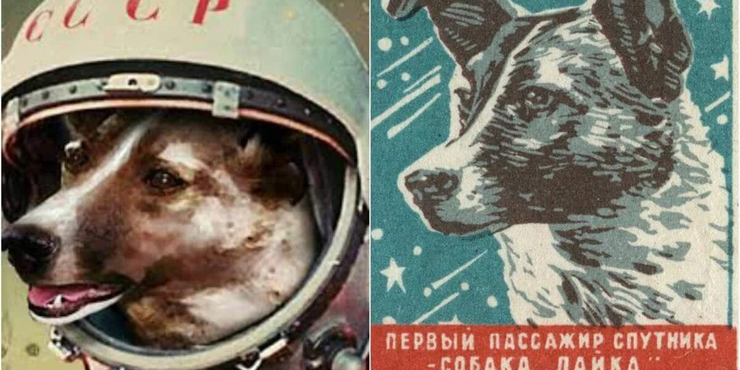 Хвостатые покорители Вселенной: Как обычные дворняги проложили дорогу Гагарину