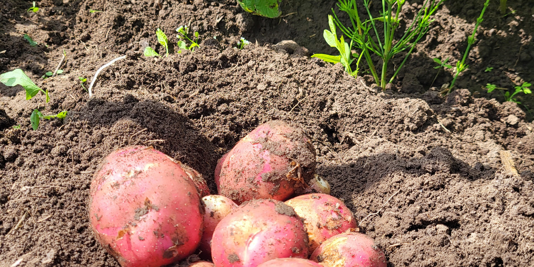 Как вырастить ранний картофель уже в июне: простой способ