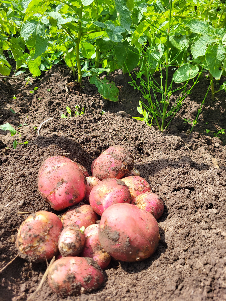 Урожай 2025г. Фото из домашнего архива 