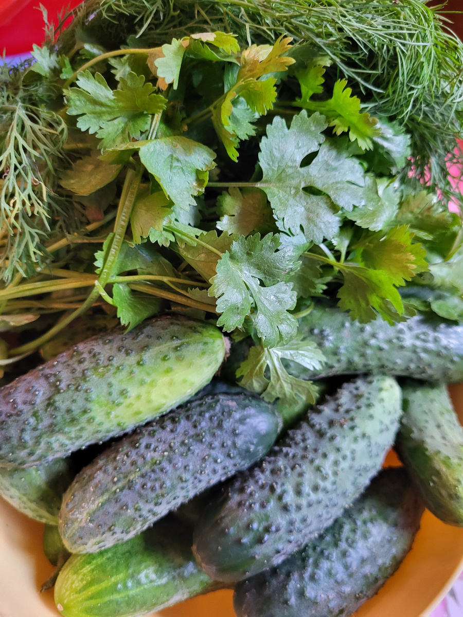 Урожай 2025г. Фото из домашнего архива 