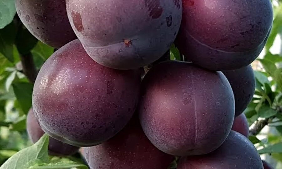 Посадил 5 лет назад в саду Шарафугу - смесь сливы, персика и абрикоса. Урожай большой, плоды вкуснейшие, а уход минимальный