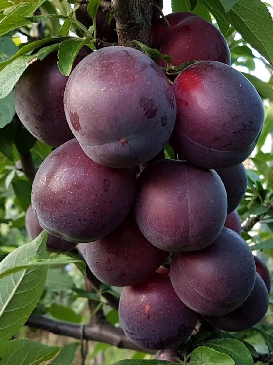 Плоды на дереве