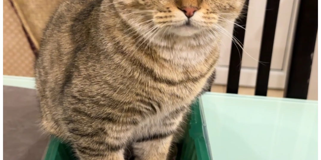 А кто самый красивый цветочек?