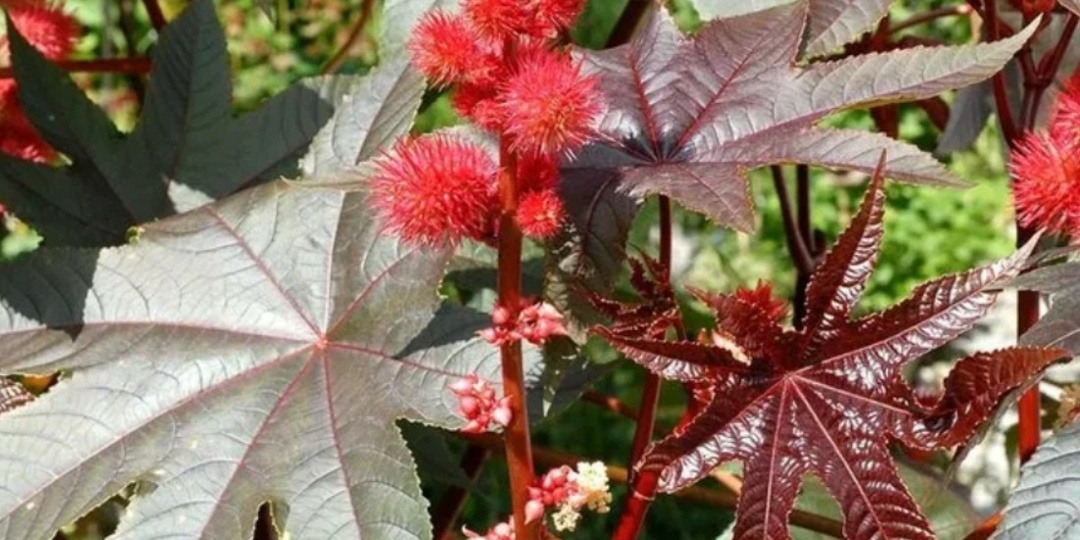 10 самых ядовитых растений в мире