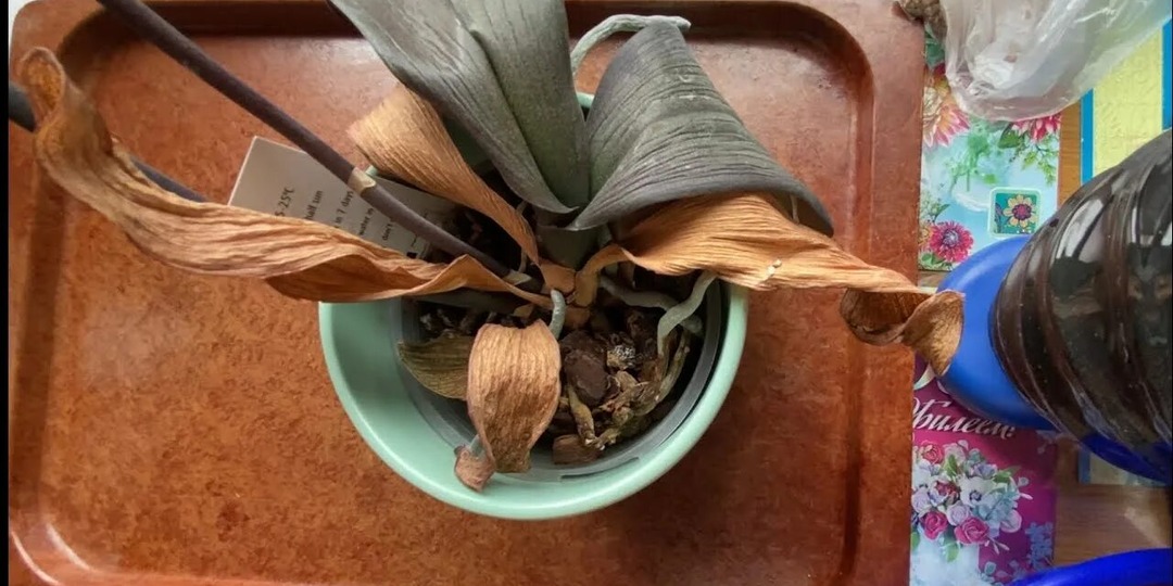 Залила орхидею: что делать, чтобы спасти цветок? Пошаговая реанимация