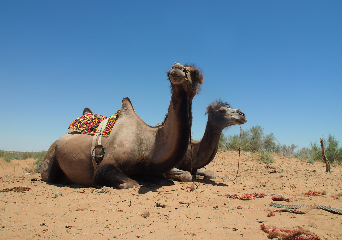 Верблюды ждут вас для прогулки по пескам Айдаркуля