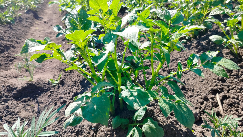    Фото: progorod43.ru