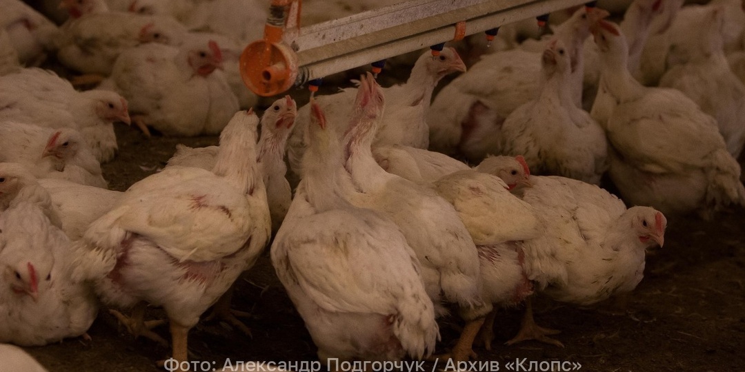 Калининградских уток и кур бесплатно будут прививать от птичьего гриппа