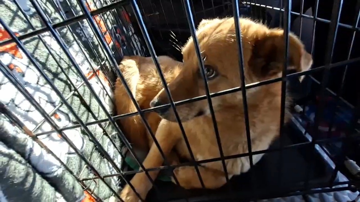 Стёпа настоящий боец, и судьба все же была к нему благосклонна! 