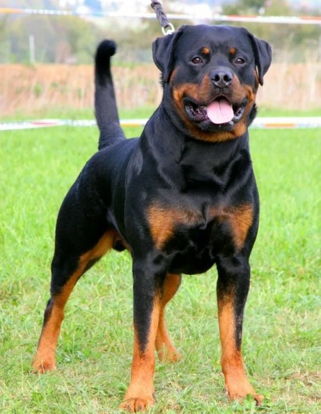 Ротвейлер.