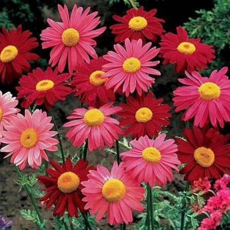 Пиретрум: Ромашка, которая защищает ваш сад