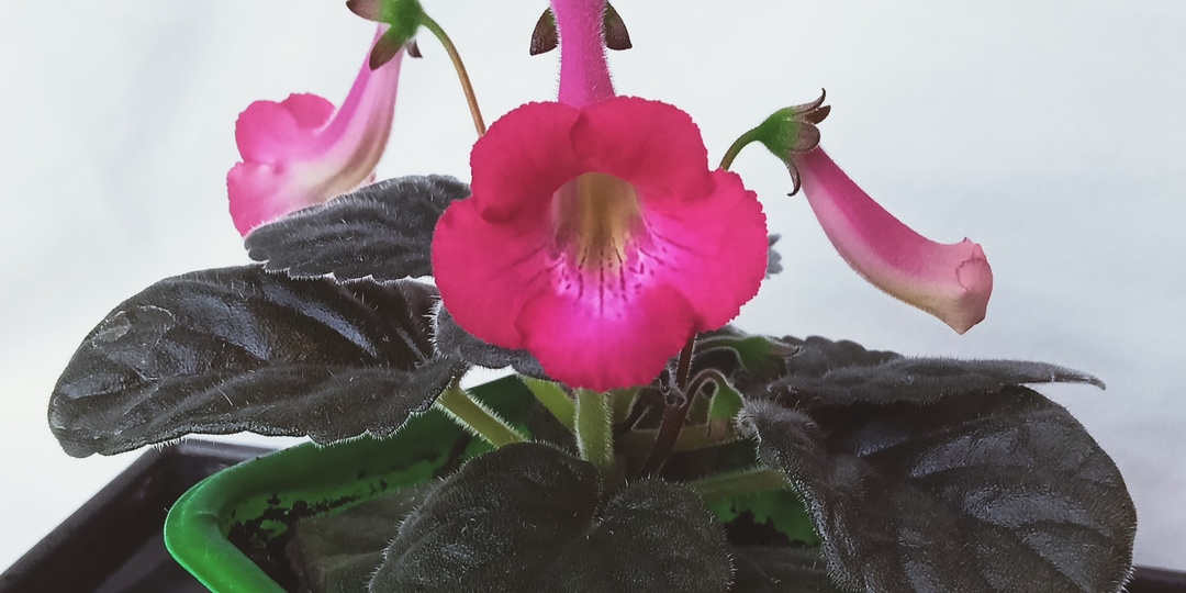 Зацвел подкидыш - оказался минисиннингией