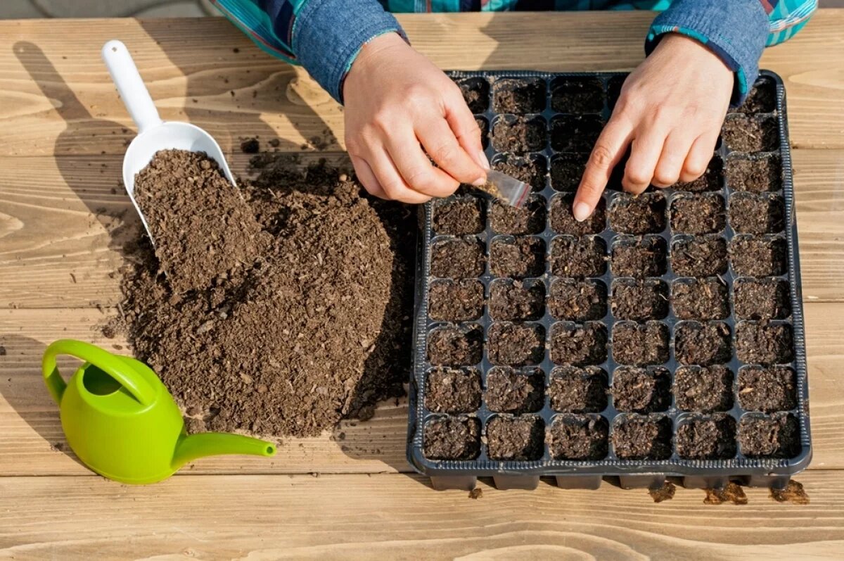    Отличные дни под посевы на рассаду, перевалки, тонкие работы с субстратами и уходом за рассадой.