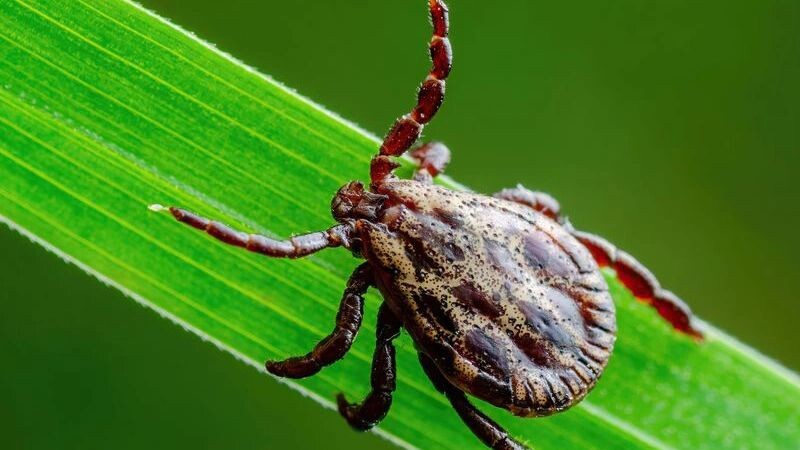    Фото: nechaevkon/Shutterstock/Fotodom