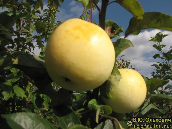 Яблоня Слава Мичуринска: осенний сорт с пикантным винно-сладким вкусом